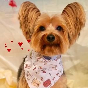 Meet your Posher, Terri